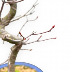Acer Palmatum - Acero - 50 cm