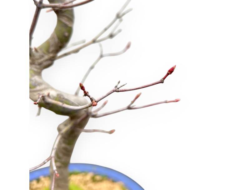 Acer Palmatum - Arce - 50 cm