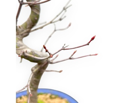 Acer Palmatum - Maple - 50 cm