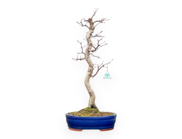 Acer Palmatum Viridis - Arce - 61 cm