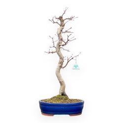 Acer Palmatum Viridis - Esdoorn - 61 cm
