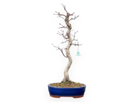 Acer Palmatum Viridis - Ahorne - 61 cm