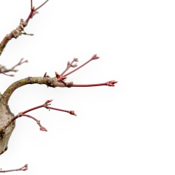 Acer Palmatum Viridis - Esdoorn - 61 cm