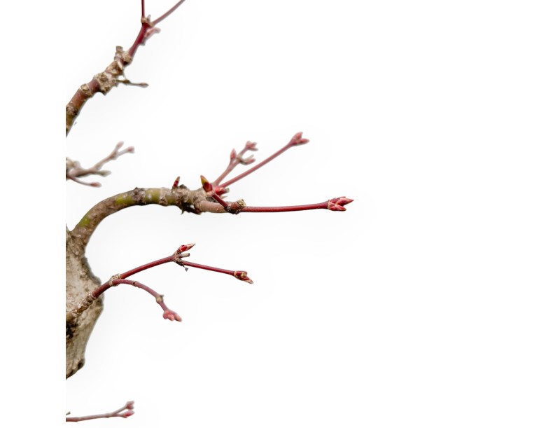 Acer Palmatum Viridis - Esdoorn - 61 cm