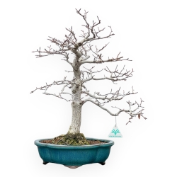 Fagus Crenata - Japanese Beech - 51 cm