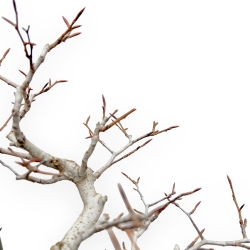 Fagus Crenata - Japanese Beech - 51 cm