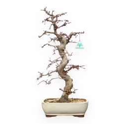 Carpinus Laxiflora - Carpino - 52 cm