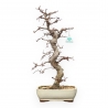 Carpinus Laxiflora - Carpino - 52 cm