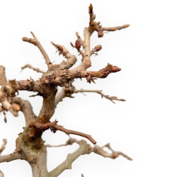 Carpinus Laxiflora - Carpino - 52 cm