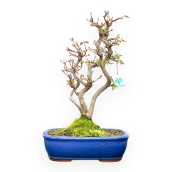 Acer Buergerianum - Acero - 41 cm