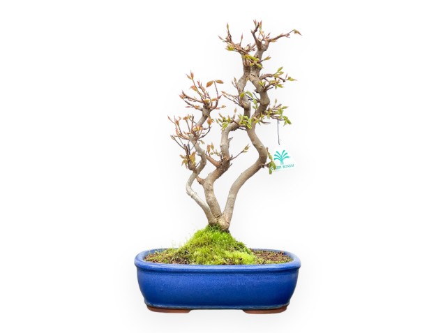 Acer Buergerianum - Maple - 41 cm