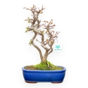 Acer Buergerianum - Acero - 41 cm