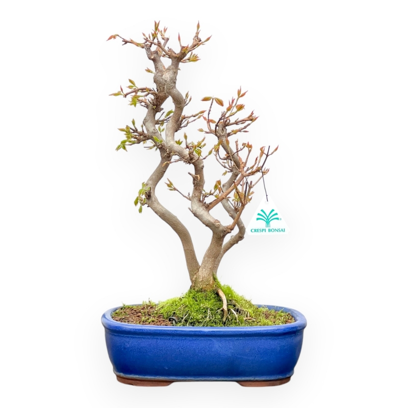 Acer Buergerianum - Acero - 41 cm