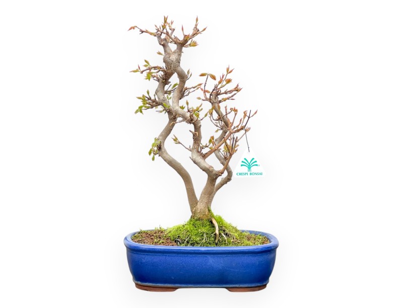 Acer Buergerianum - Érable - 41 cm