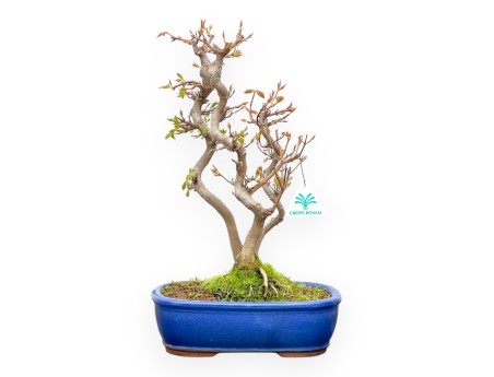 Acer Buergerianum - Acero - 41 cm