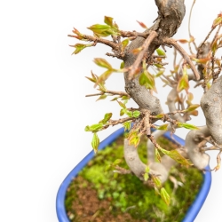 Acer Buergerianum - Acero - 41 cm