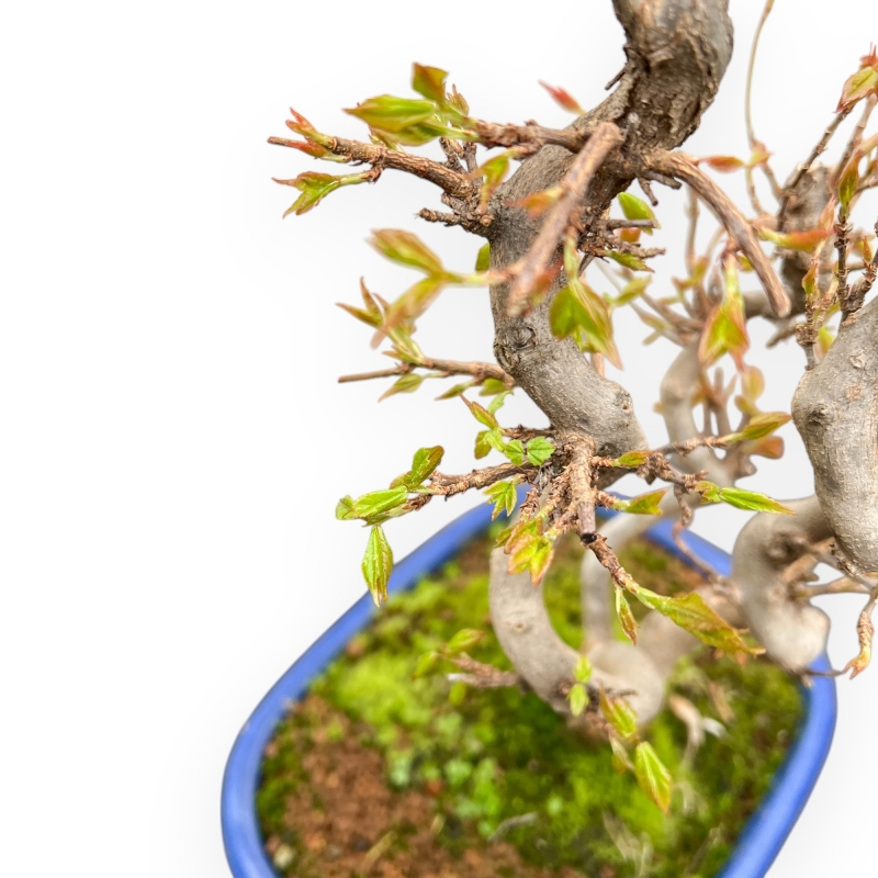 Acer Buergerianum - Acero - 41 cm