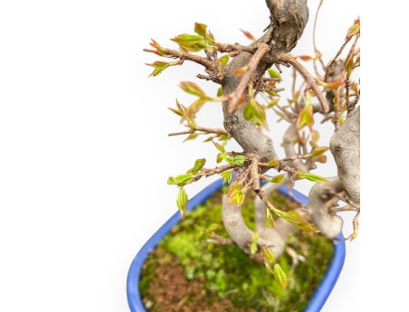 Acer Buergerianum - Érable - 41 cm