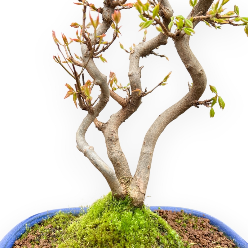 Acer Buergerianum - Acero - 41 cm