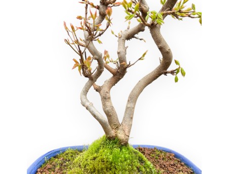 Acer Buergerianum - Acero - 41 cm