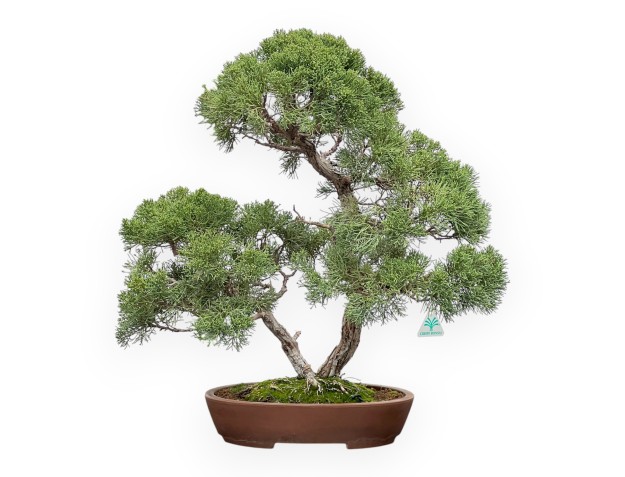Juniperus Chinensis - Enebro - 64 cm