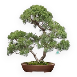 Juniperus Chinensis - Juniper - 64 cm