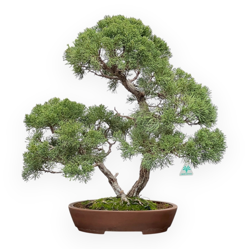 Juniperus Chinensis - Juniper - 64 cm