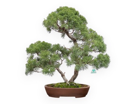 Juniperus Chinensis - Ginepro - 64 cm
