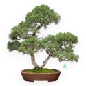 Juniperus Chinensis - Juniper - 64 cm