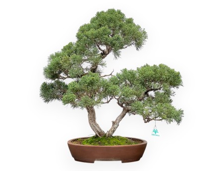 Juniperus Chinensis - Ginepro - 64 cm