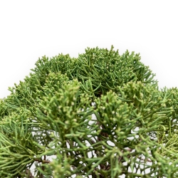 Juniperus Chinensis - Juniper - 64 cm