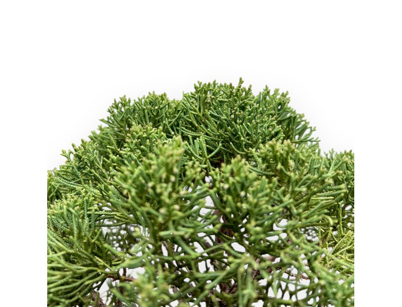 Juniperus Chinensis - Genévrier - 64 cm