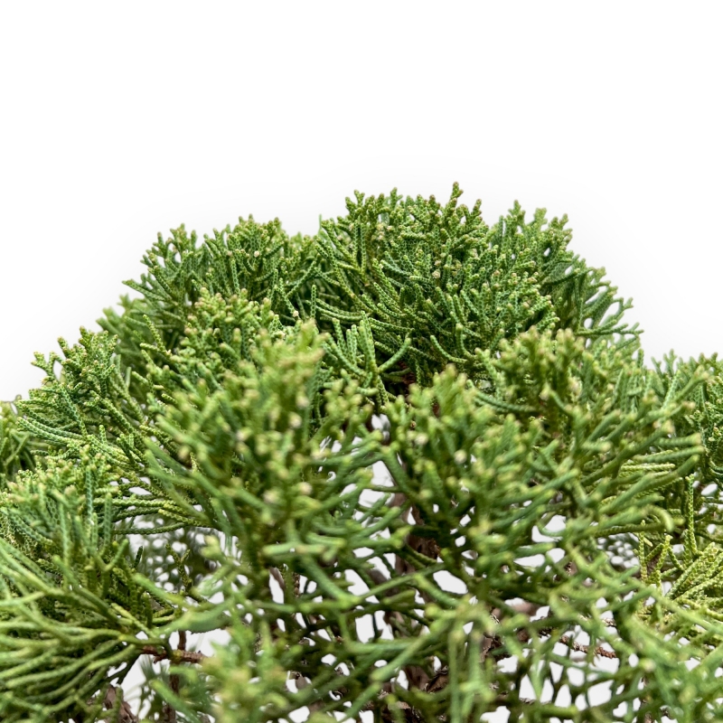 Juniperus Chinensis - Juniper - 64 cm
