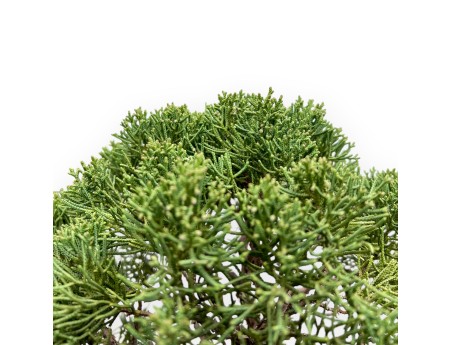 Juniperus Chinensis - Enebro - 64 cm