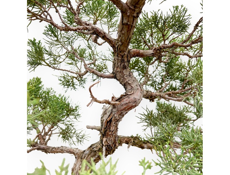 Juniperus Chinensis - Ginepro - 64 cm