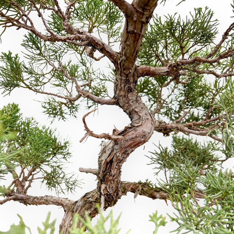 Juniperus Chinensis - Juniper - 64 cm