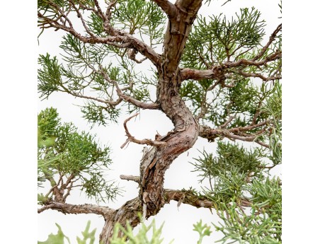 Juniperus Chinensis - Genévrier - 64 cm