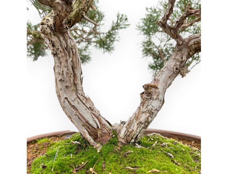 Juniperus Chinensis - Ginepro - 64 cm