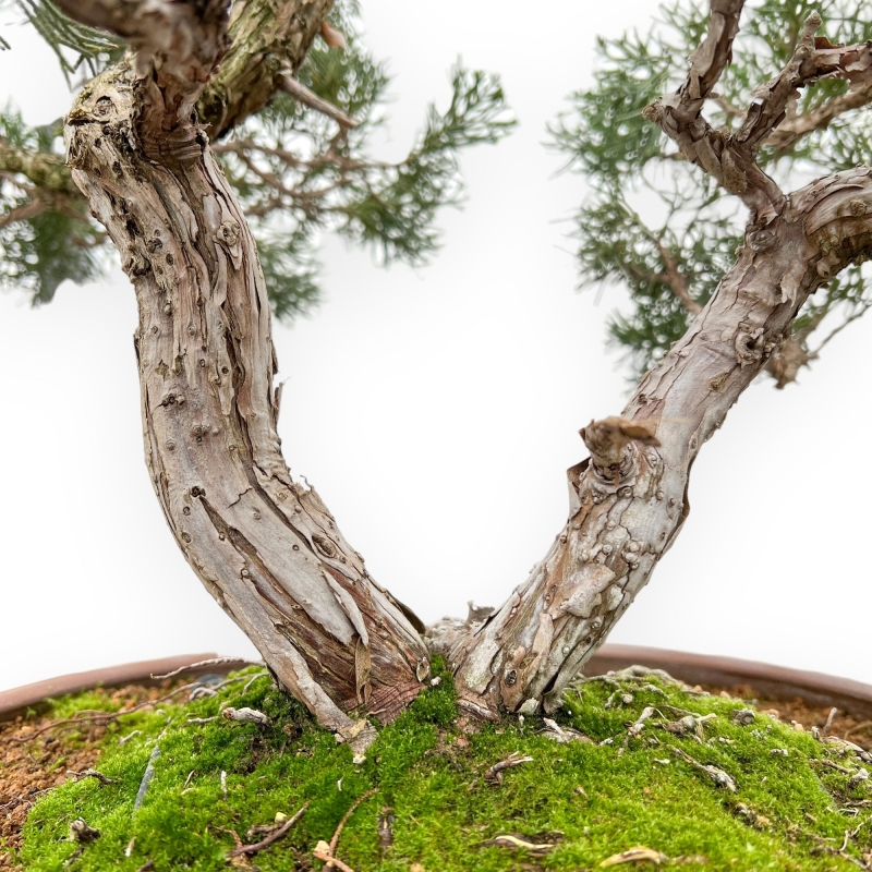 Juniperus Chinensis - Juniper - 64 cm
