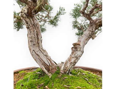 Juniperus Chinensis - Genévrier - 64 cm