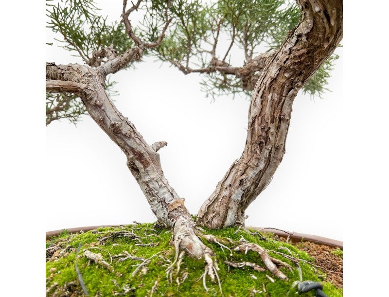 Juniperus Chinensis - Enebro - 64 cm