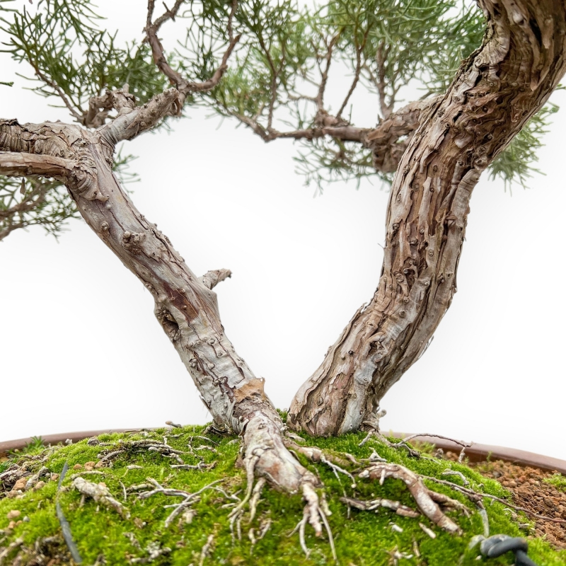Juniperus Chinensis - Juniper - 64 cm