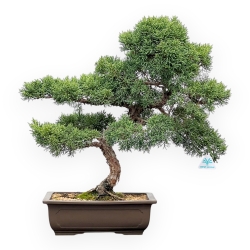 Juniperus Chinensis Kishu - Wacholder - 50 cm
