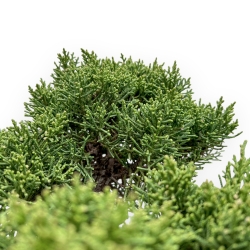 Juniperus Chinensis Kishu - Wacholder - 50 cm