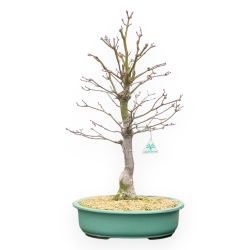 Acer Palmatum Tsumabeni - Ahorne - 60 cm