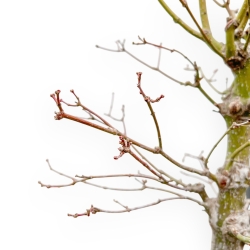 Acer Palmatum Tsumabeni - Ahorne - 60 cm