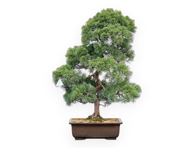 Juniperus Chinensis - Genévrier - 80 cm