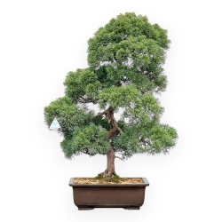 Juniperus Chinensis - Ginepro - 80 cm