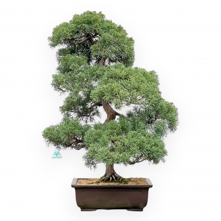 Juniperus Chinensis - Juniper - 80 cm