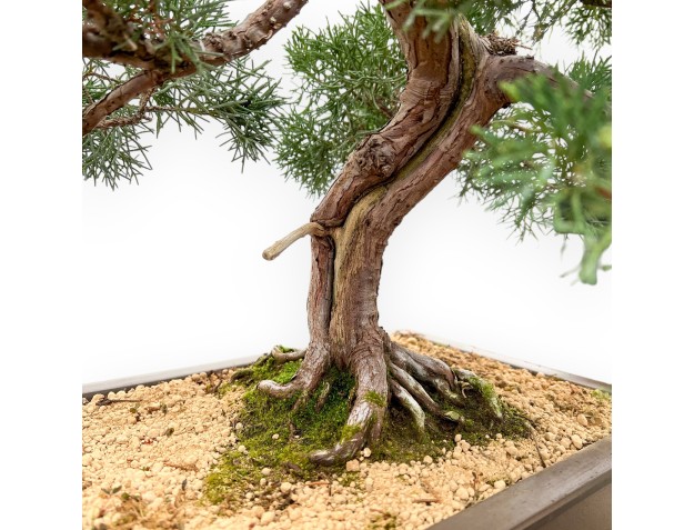 Juniperus Chinensis - Genévrier - 80 cm 2